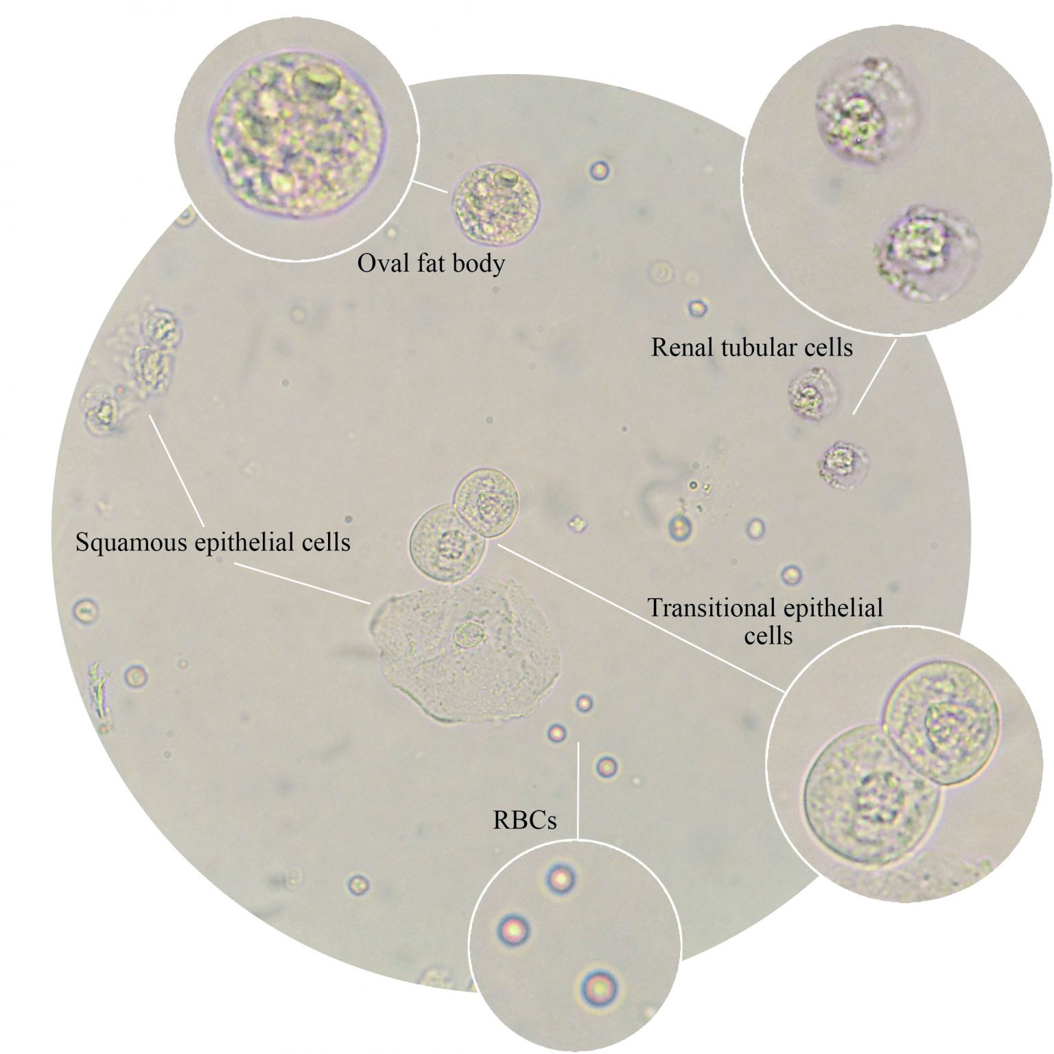 Practical microbiology brand photography